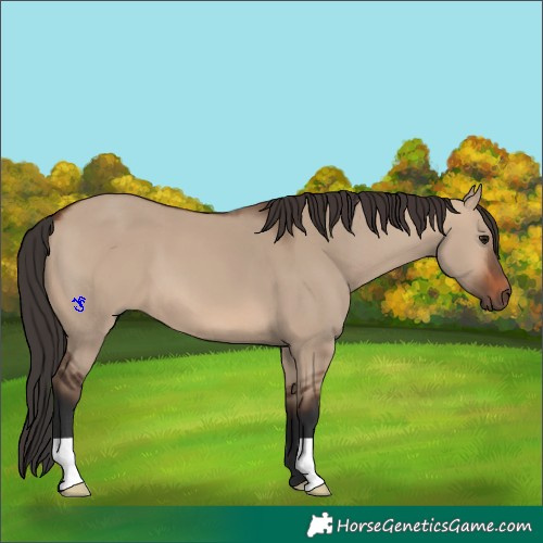 Horse Color:Brown Dun 