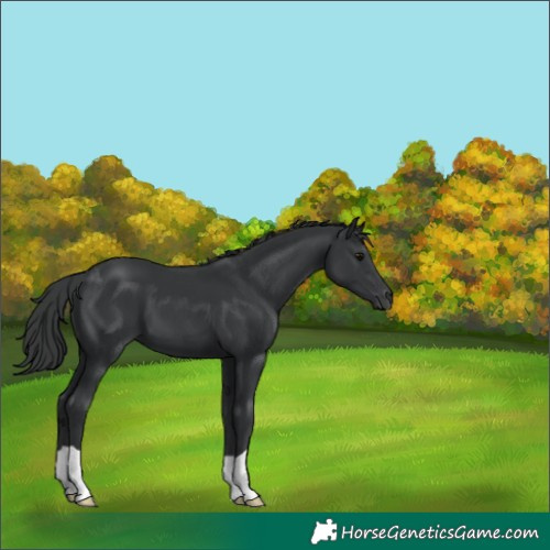 Horse Color:Black 
