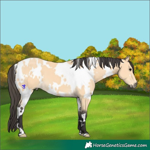 Horse Color:White Spotted Buckskin