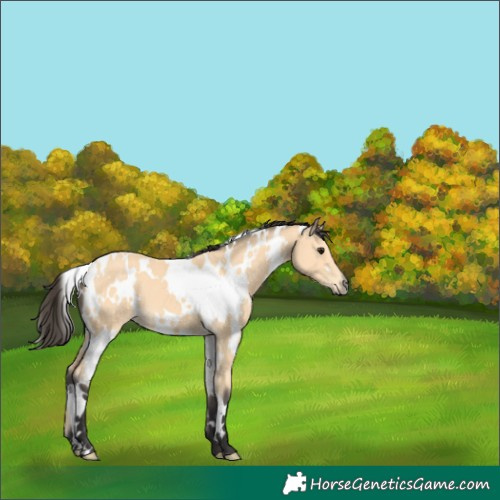 Horse Color:White Spotted Buckskin 