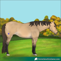 Horse Color:Buckskin Dun