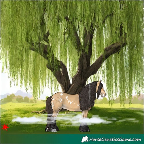 Horse Color:White Spotted Buckskin Dun 