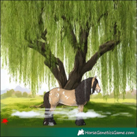 Horse Color:White Spotted Buckskin Dun