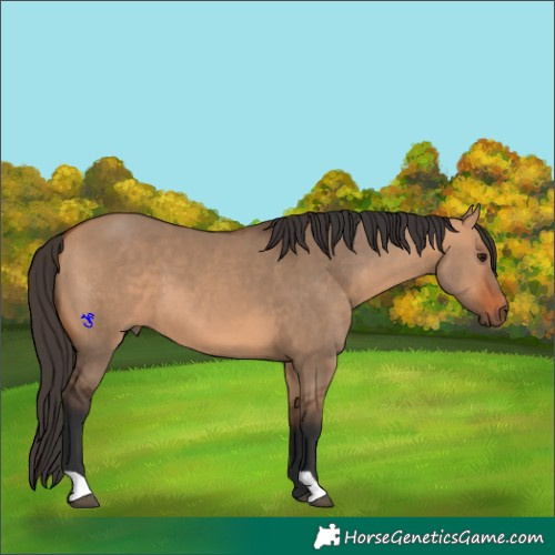 Horse Color:Bay Dun 
