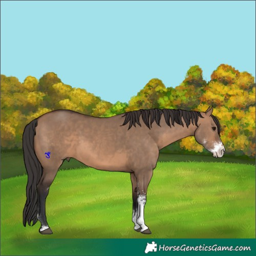 Horse Color:Brown Dun Sabino 