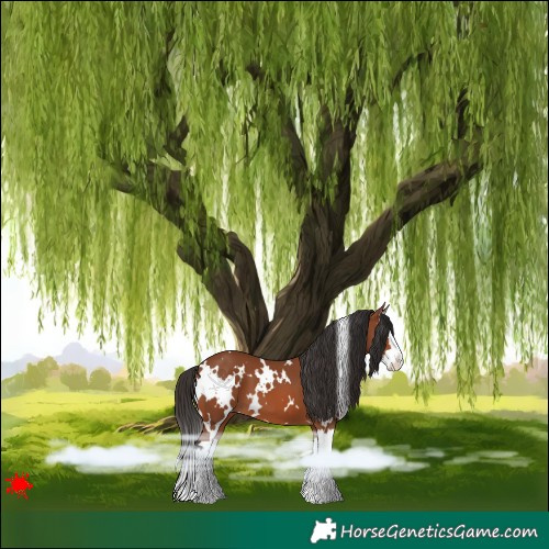 Horse Color:White Spotted Bay Splash 