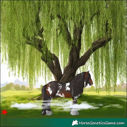 Horse Color:White Spotted Bay 