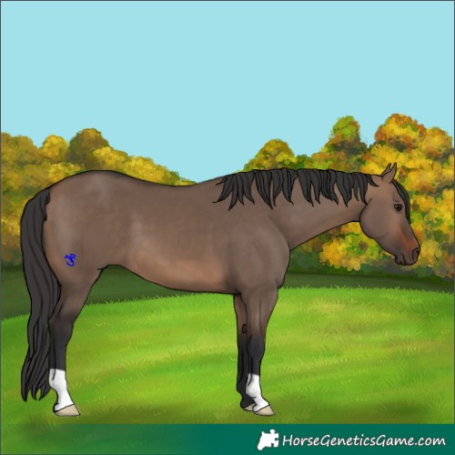 Horse Color:Brown Dun 