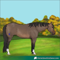 Horse Color:Brown Dun