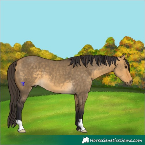 Horse Color:Buckskin Dun 