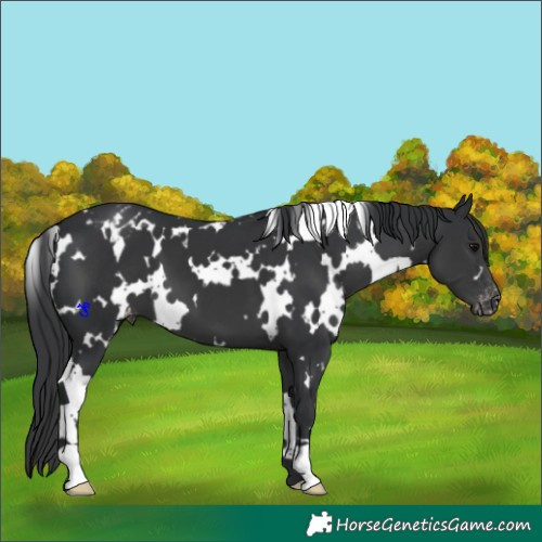Horse Color:White Spotted Black Appaloosa 
