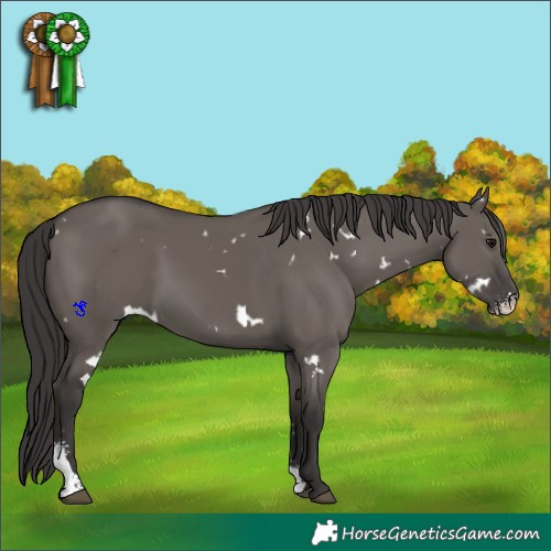 Horse Color:White Spotted Smoky Grullo Sabino