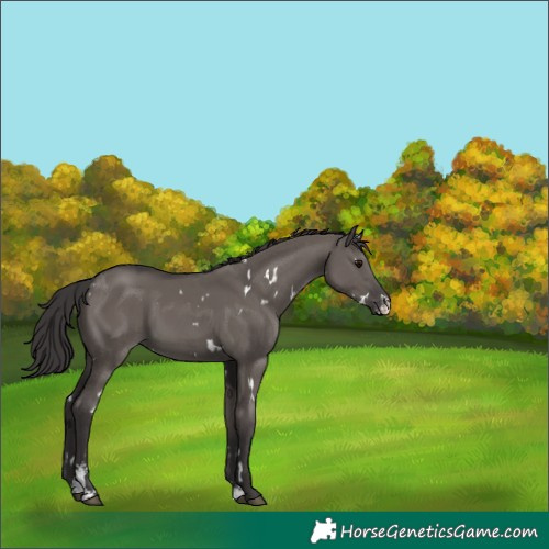 Horse Color:White Spotted Smoky Grullo Sabino 