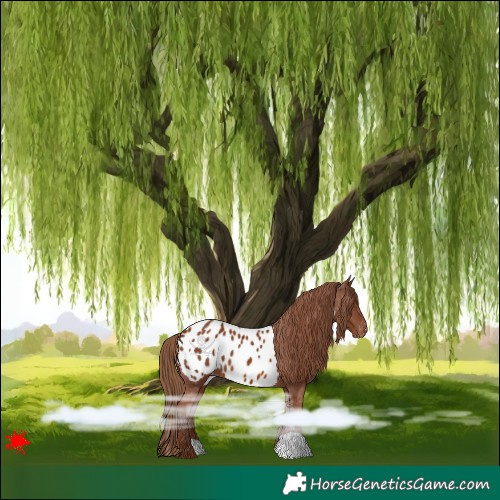 Horse Color:Chestnut Blanket 