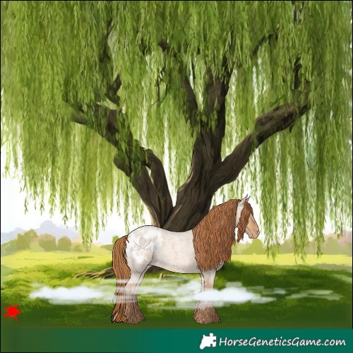 Horse Color:Red Dun Roan Varnish