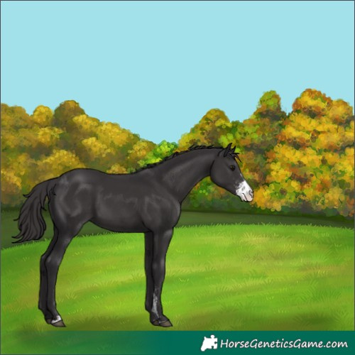 Horse Color:Smoky Black Sabino 