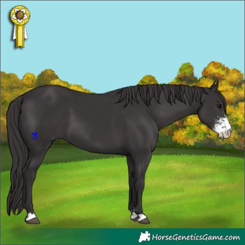 Horse Color:Smoky Black Sabino