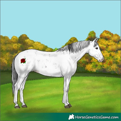 Horse Color:Brown Sabino 