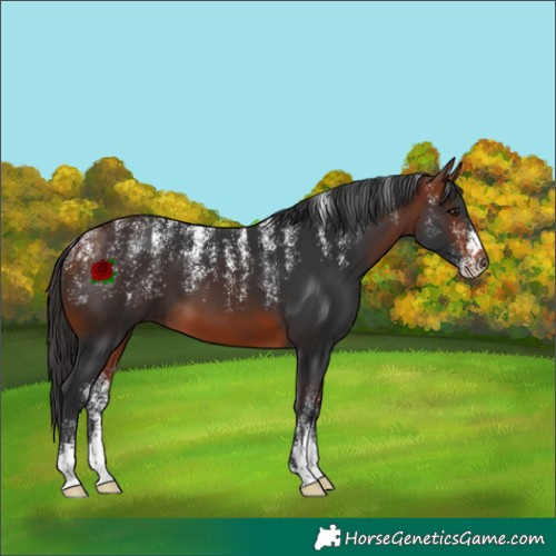 Horse Color:Powder White Bay 