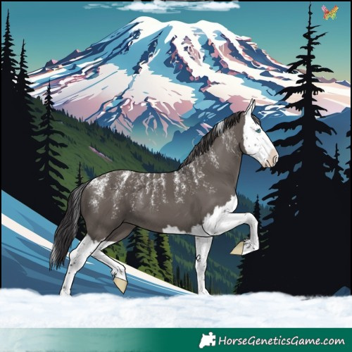 Horse Color:Powder White Smoky Grullo Splash 