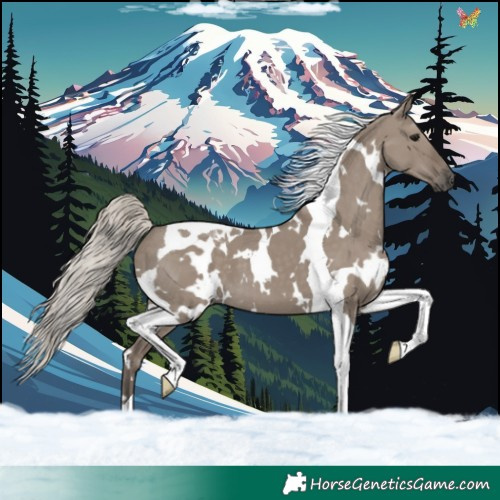 Horse Color:White Spotted Silver Grullo Tobiano