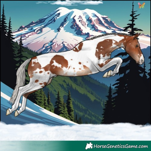 Horse Color:White Spotted Silver Brown Tobiano