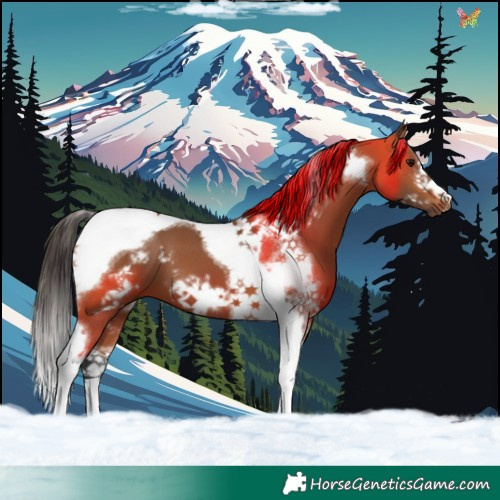 Horse Color:Bay Tobiano Frame 