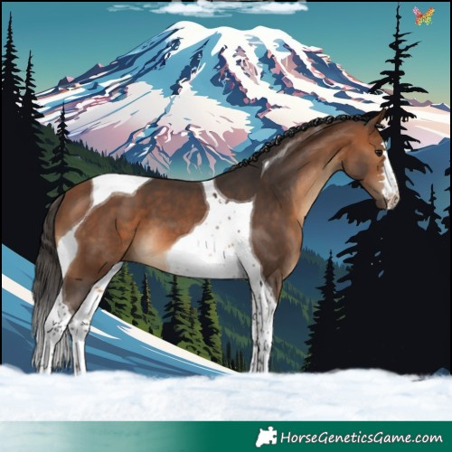Horse Color:Bay Tobiano