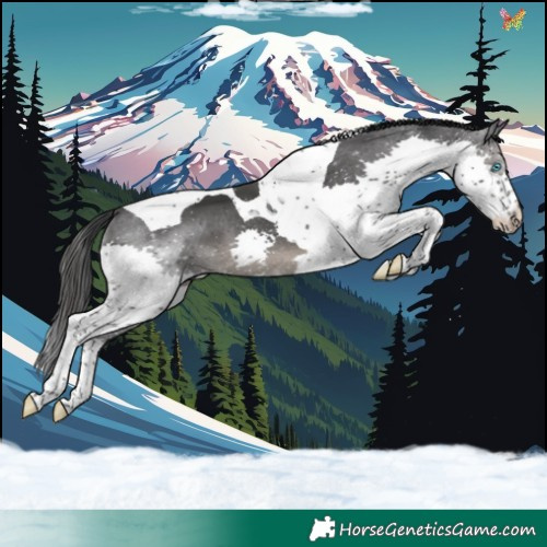 Horse Color:Black Splash Tobiano