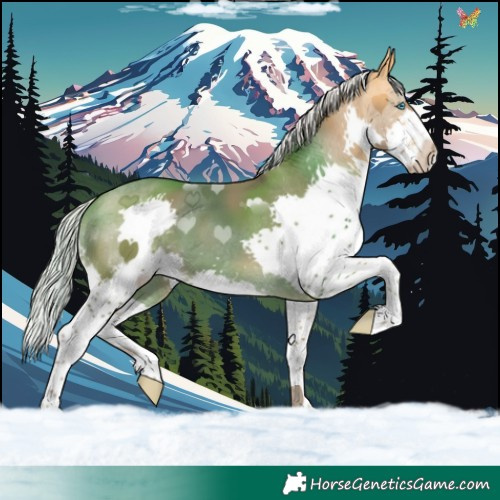Horse Color:Silver Buckskin Splash 
