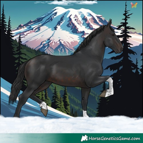 Horse Color:Brown Tobiano