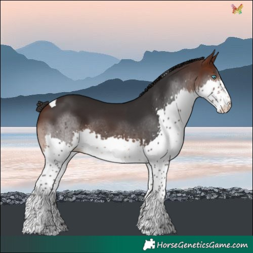 Horse Color:Brown Splash Tobiano