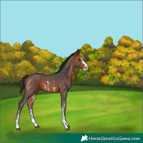 Horse Color:Unknown 