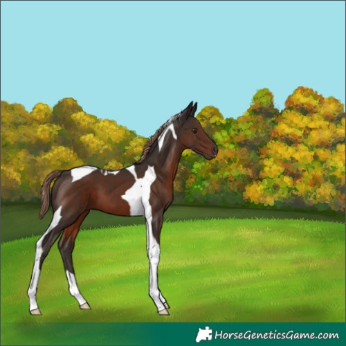 Horse Color:Liver Chestnut Tobiano 