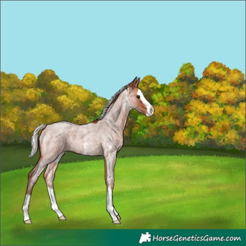 Horse Color:Unknown 