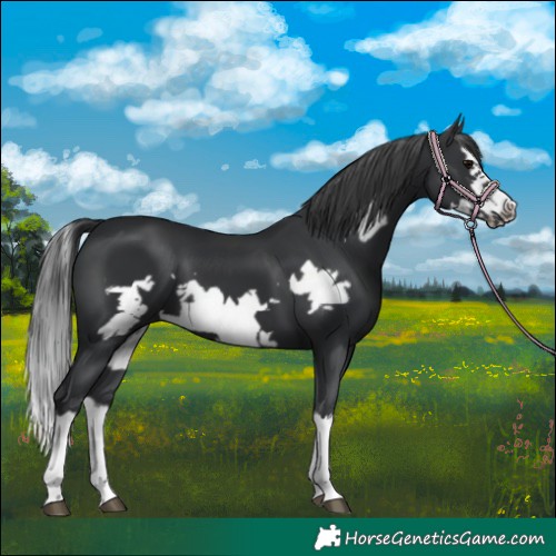 Horse Color:Black Splash Frame 