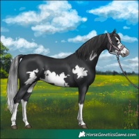 Horse Color:Black Splash Frame
