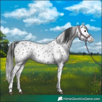 Horse Color:Black Appaloosa 