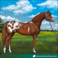 Horse Color:Chestnut Appaloosa