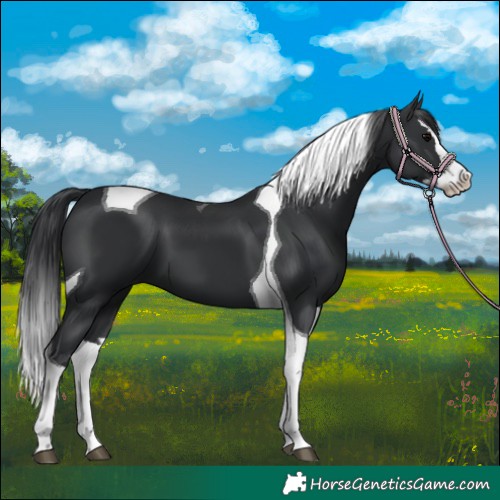 Horse Color:Black Splash Tobiano 