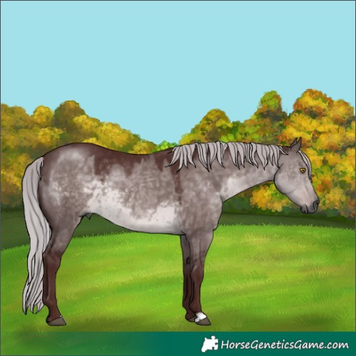 Horse Color:Gray Platinum Chocolate Silver Buckskin Dun