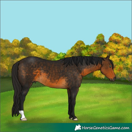 Horse Color:Gray Buckskin