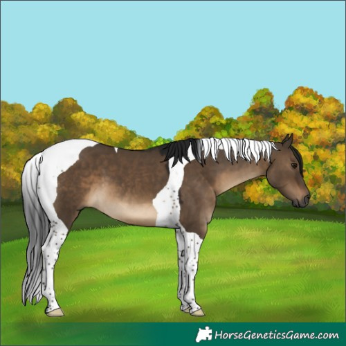 Horse Color:Gray Brown Dun Tobiano