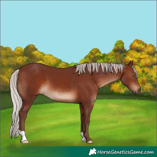 Horse Color:Chocolate Silver Brown
