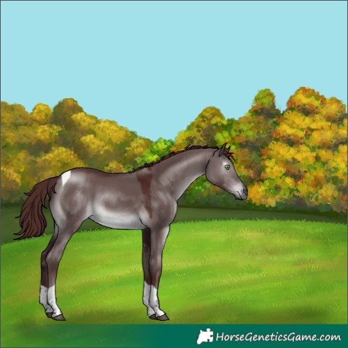 Horse Color:Gray Platinum Chocolate Buckskin Dun Tobiano 
