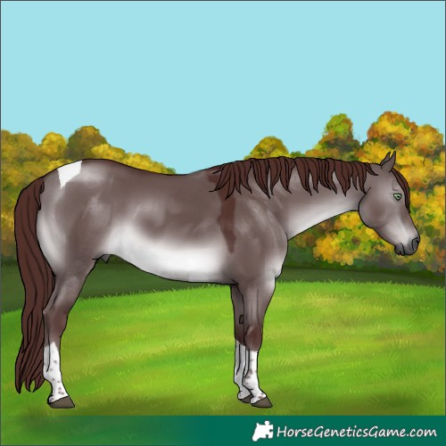 Horse Color:Gray Platinum Chocolate Buckskin Dun Tobiano
