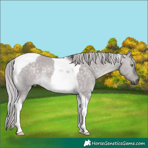 Horse Color:Platinum Chocolate Silver Buckskin Dun Tobiano