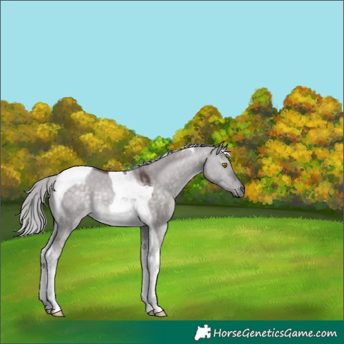 Horse Color:Platinum Chocolate Silver Buckskin Dun Tobiano 