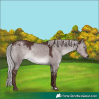 Horse Color:Gray Platinum Chocolate Silver Brown Dun
