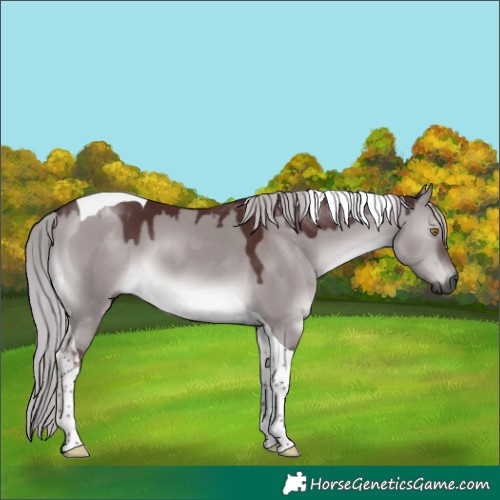 Horse Color:Gray Platinum Chocolate Silver Buckskin Dun Tobiano